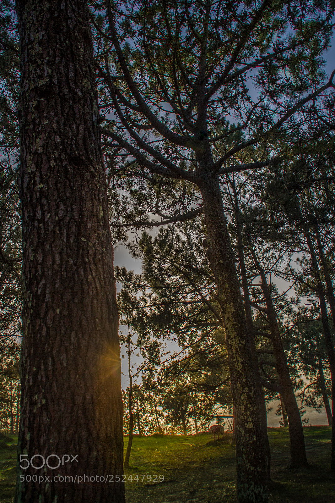 Canon EOS 600D (Rebel EOS T3i / EOS Kiss X5) sample photo. Atardecer en monteferro photography