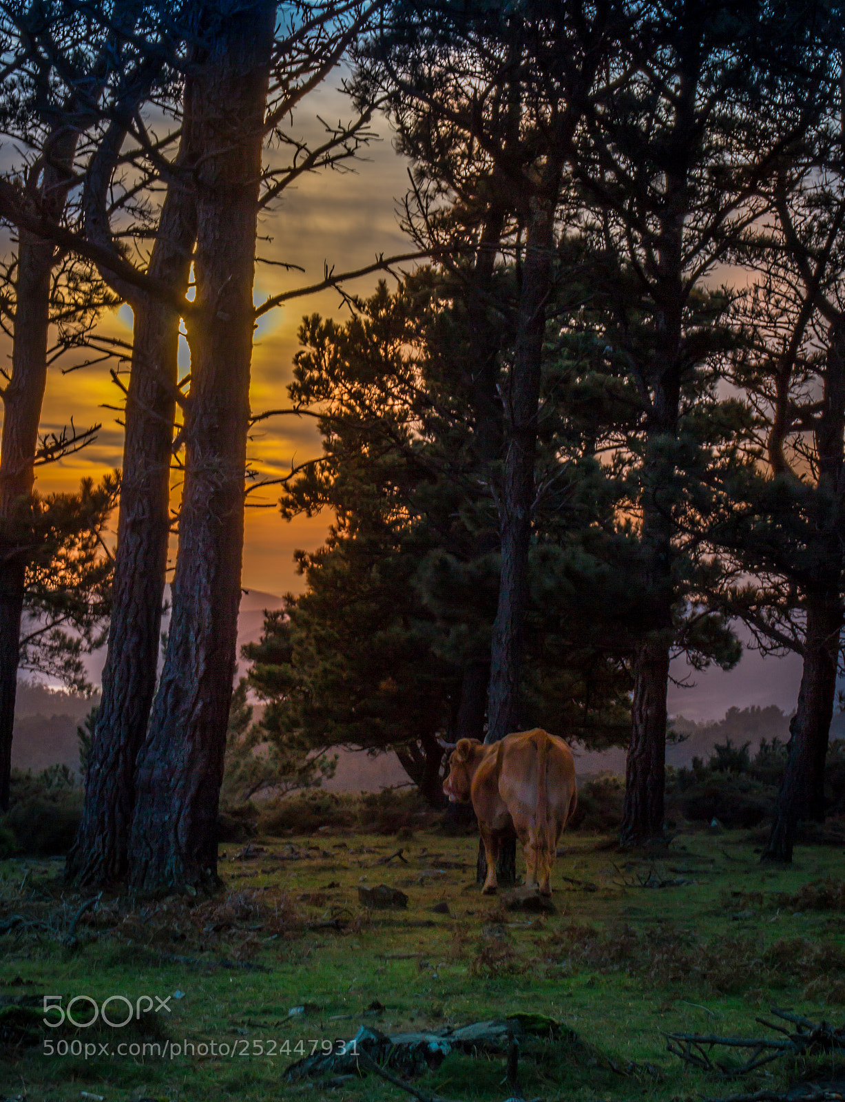 Canon EOS 600D (Rebel EOS T3i / EOS Kiss X5) sample photo. Atardecer en monteferro photography