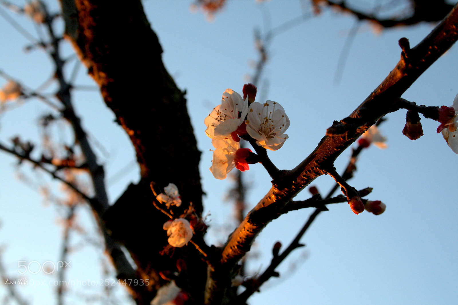 Canon EOS 350D (EOS Digital Rebel XT / EOS Kiss Digital N) sample photo. Spring photography
