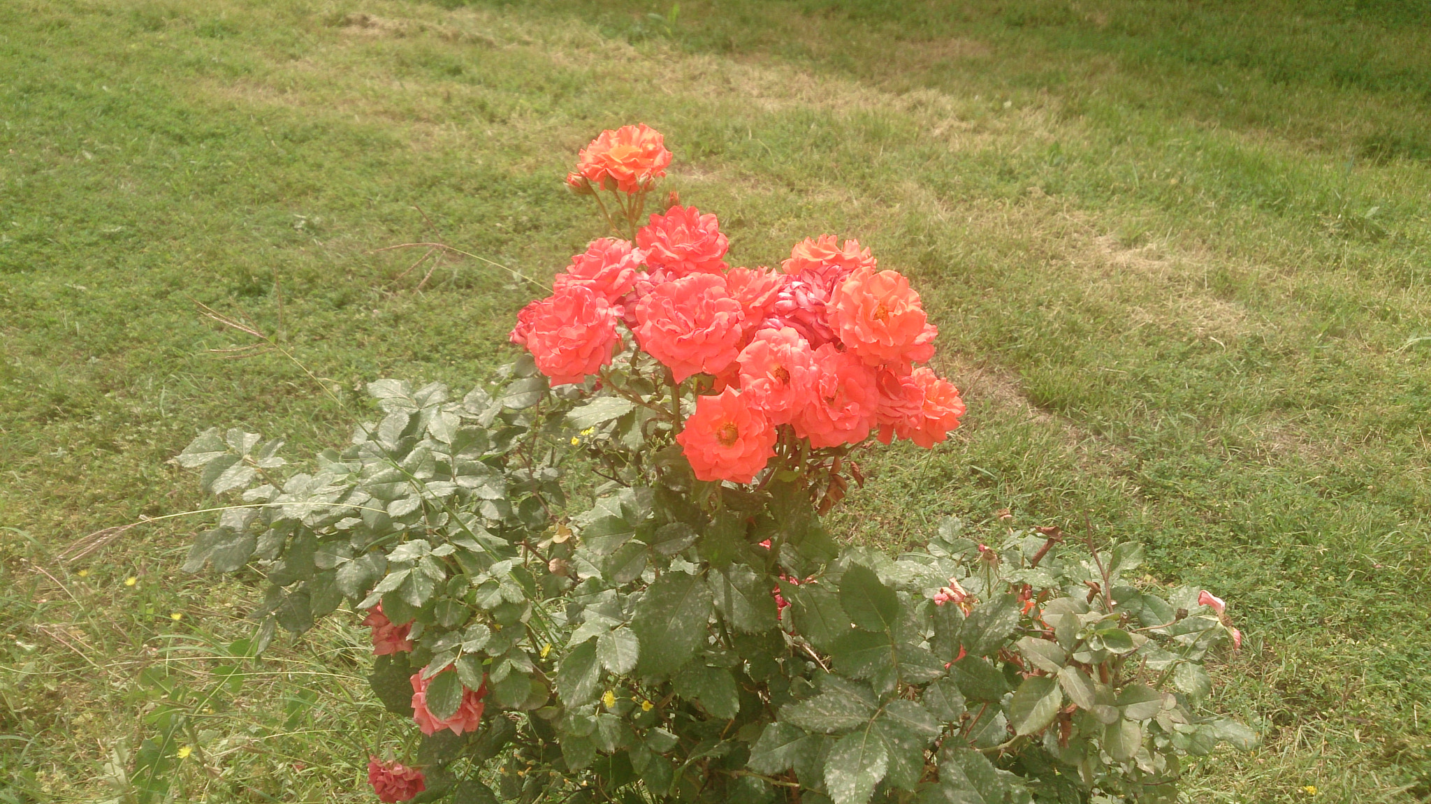 Sony Xperia Z sample photo