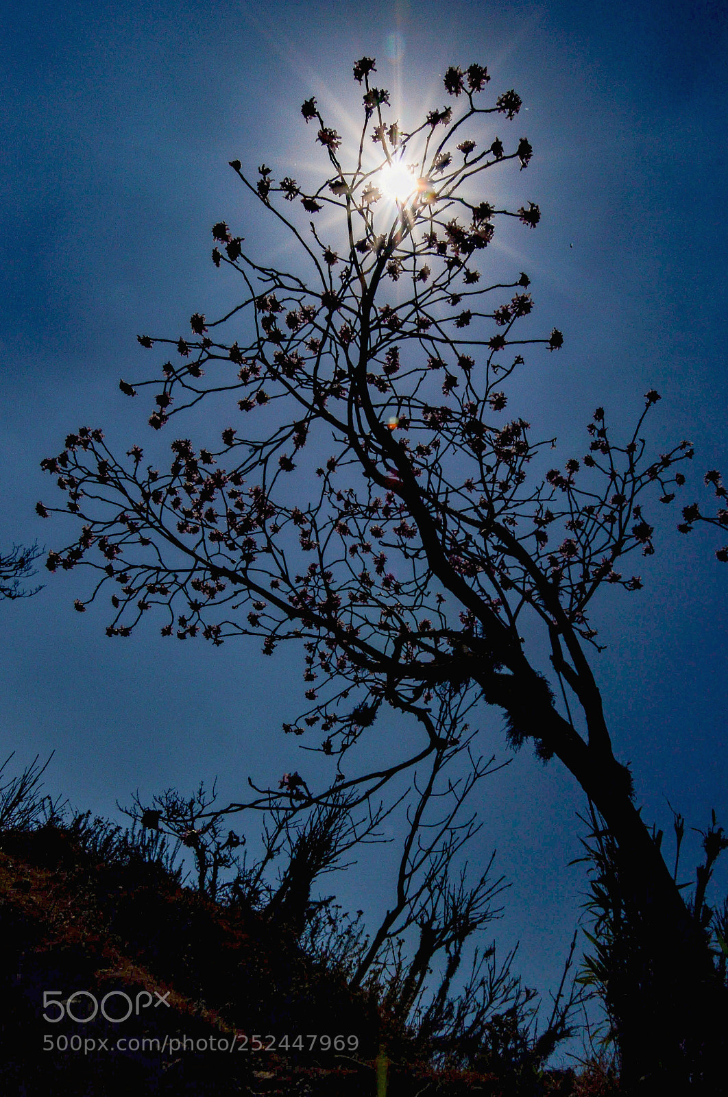 Nikon D3200 sample photo. Spring photography