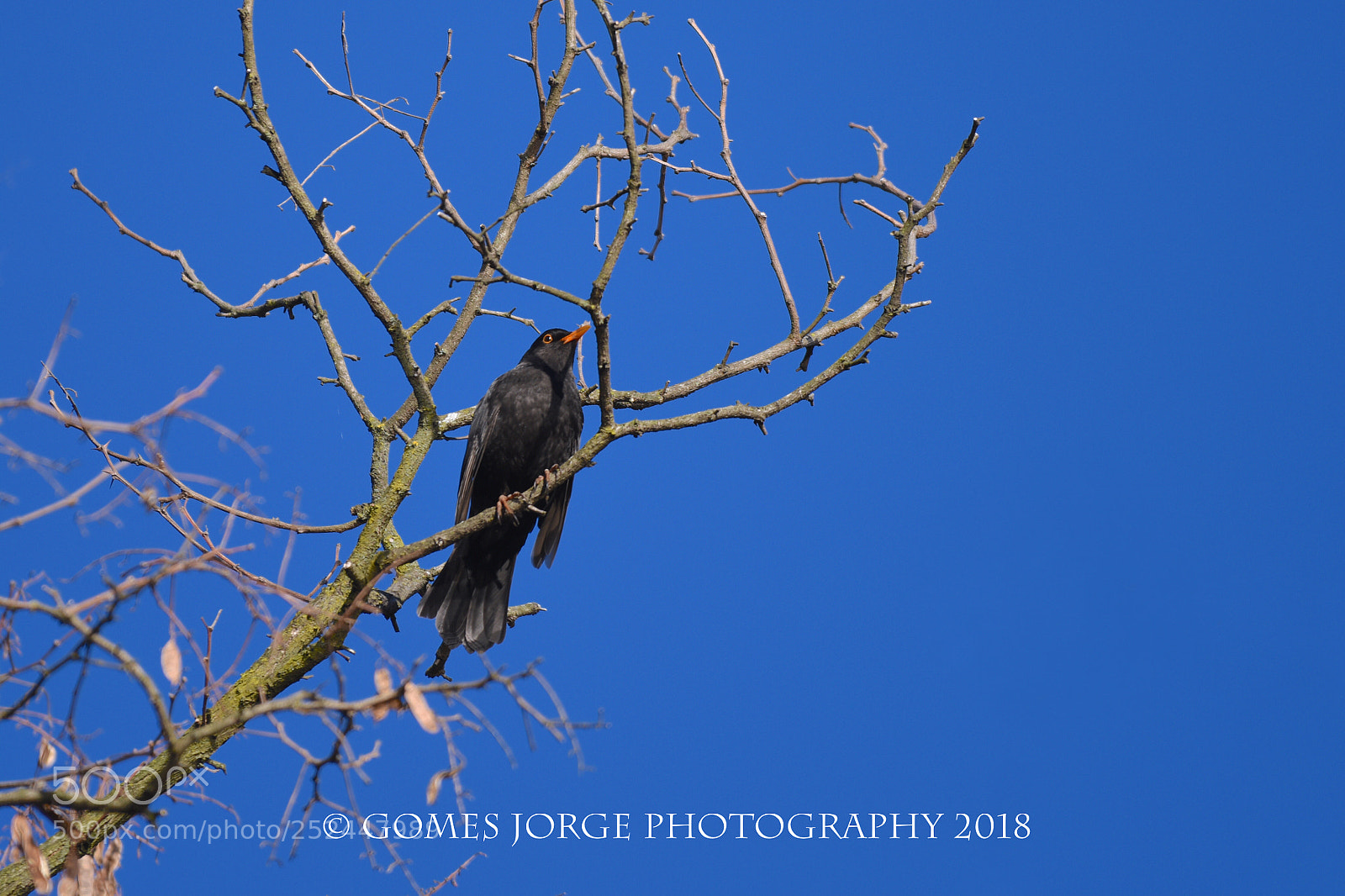 Nikon D810 sample photo. Turdus merula photography