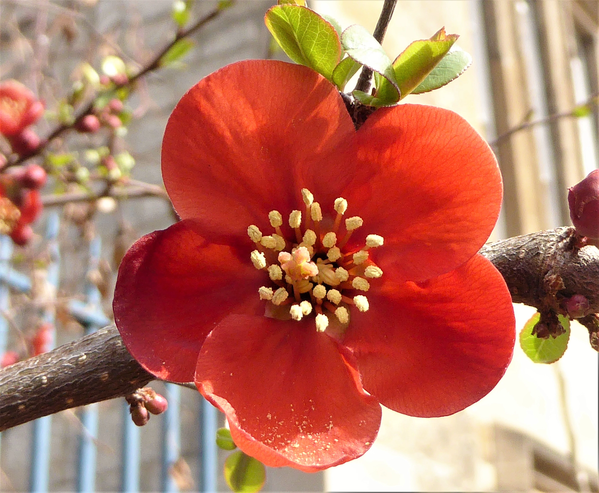 Panasonic Lumix DMC-ZS40 (Lumix DMC-TZ60) sample photo. Printemps a oxford photography