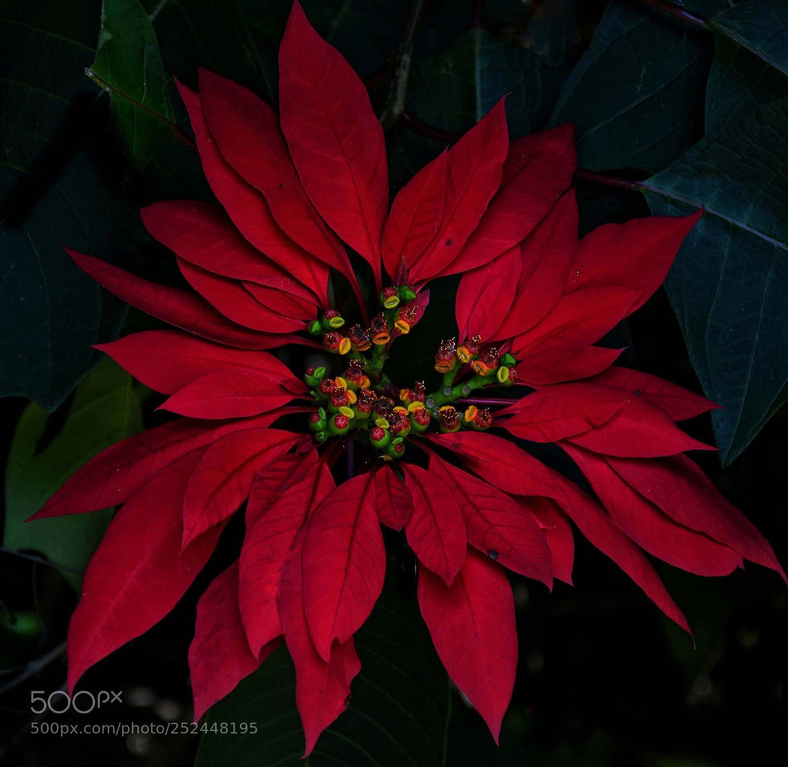 Nikon D7200 sample photo. Poinsettia photography