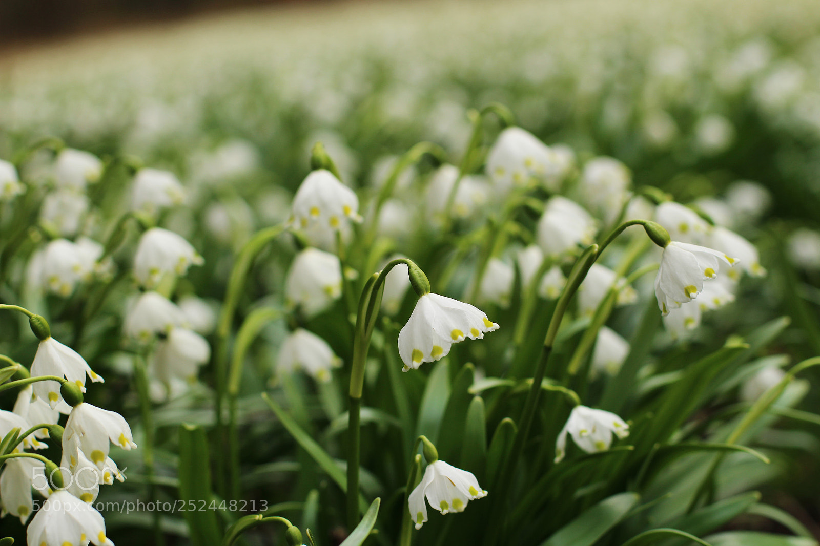 Canon EOS 100D (EOS Rebel SL1 / EOS Kiss X7) sample photo. Carpet of spring flowers photography