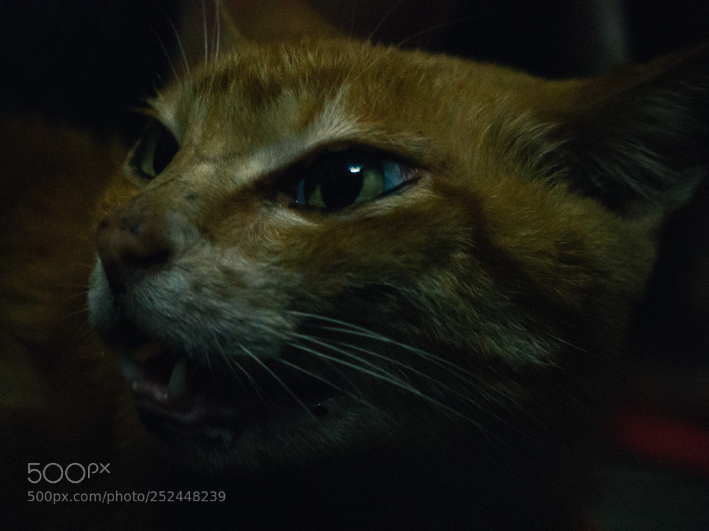 Olympus OM-D E-M10 III sample photo. My cat photography