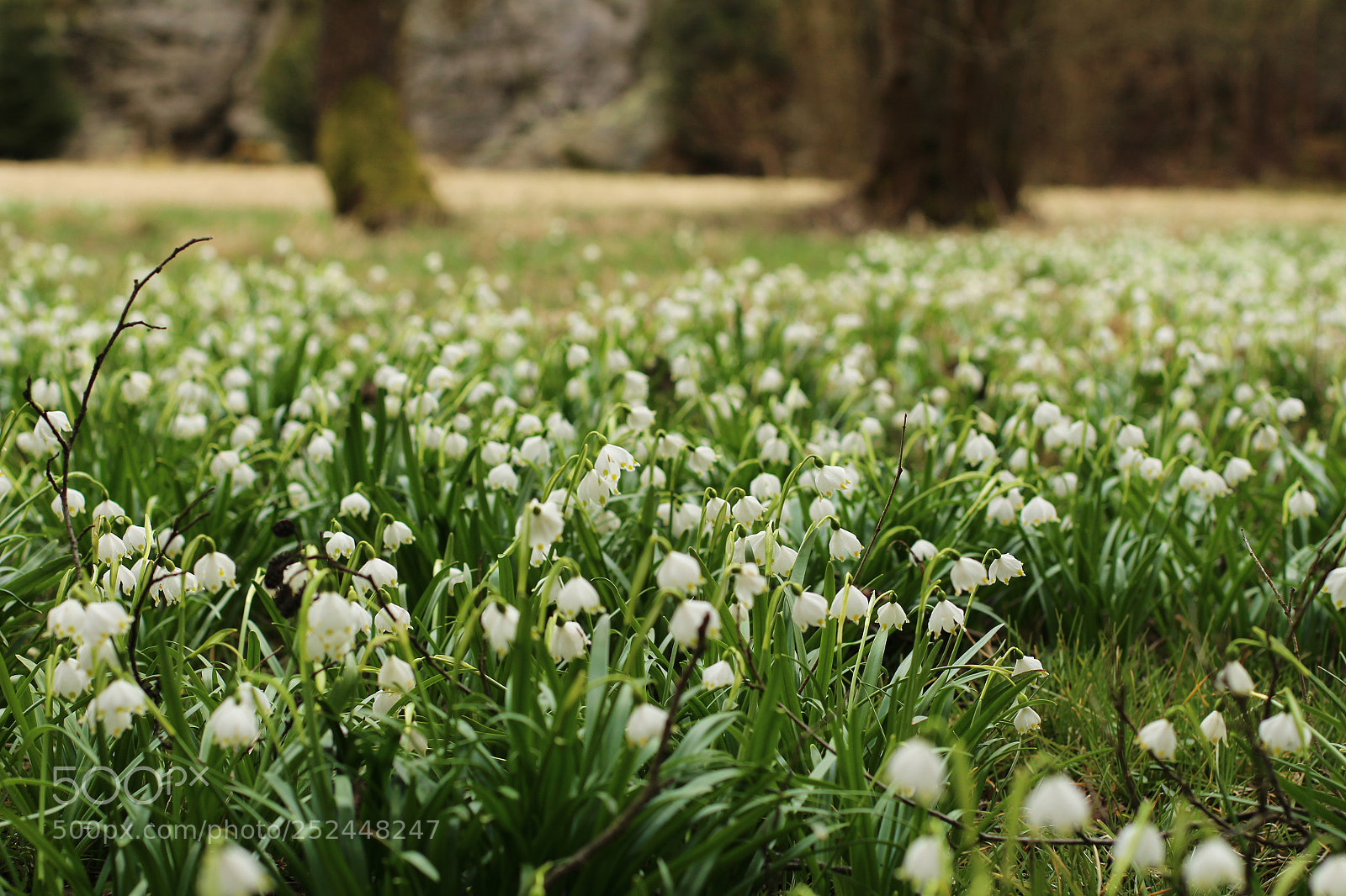 Canon EOS 100D (EOS Rebel SL1 / EOS Kiss X7) sample photo. Carpet of spring flowers photography