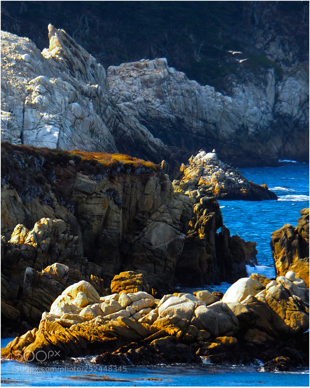 Olympus OM-D E-M5 II sample photo. Point lobos photography