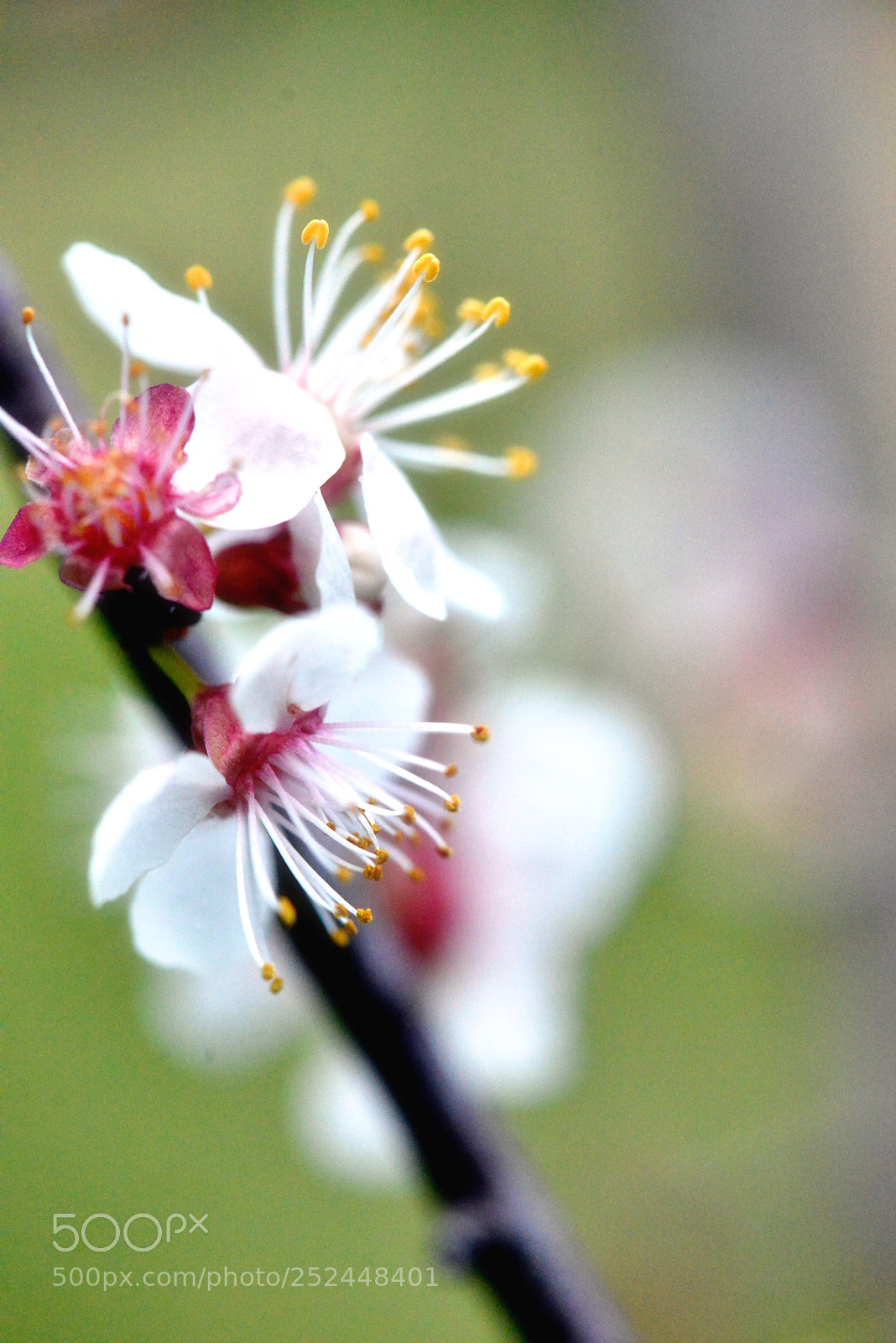 Nikon D800E sample photo. Wild spring photography