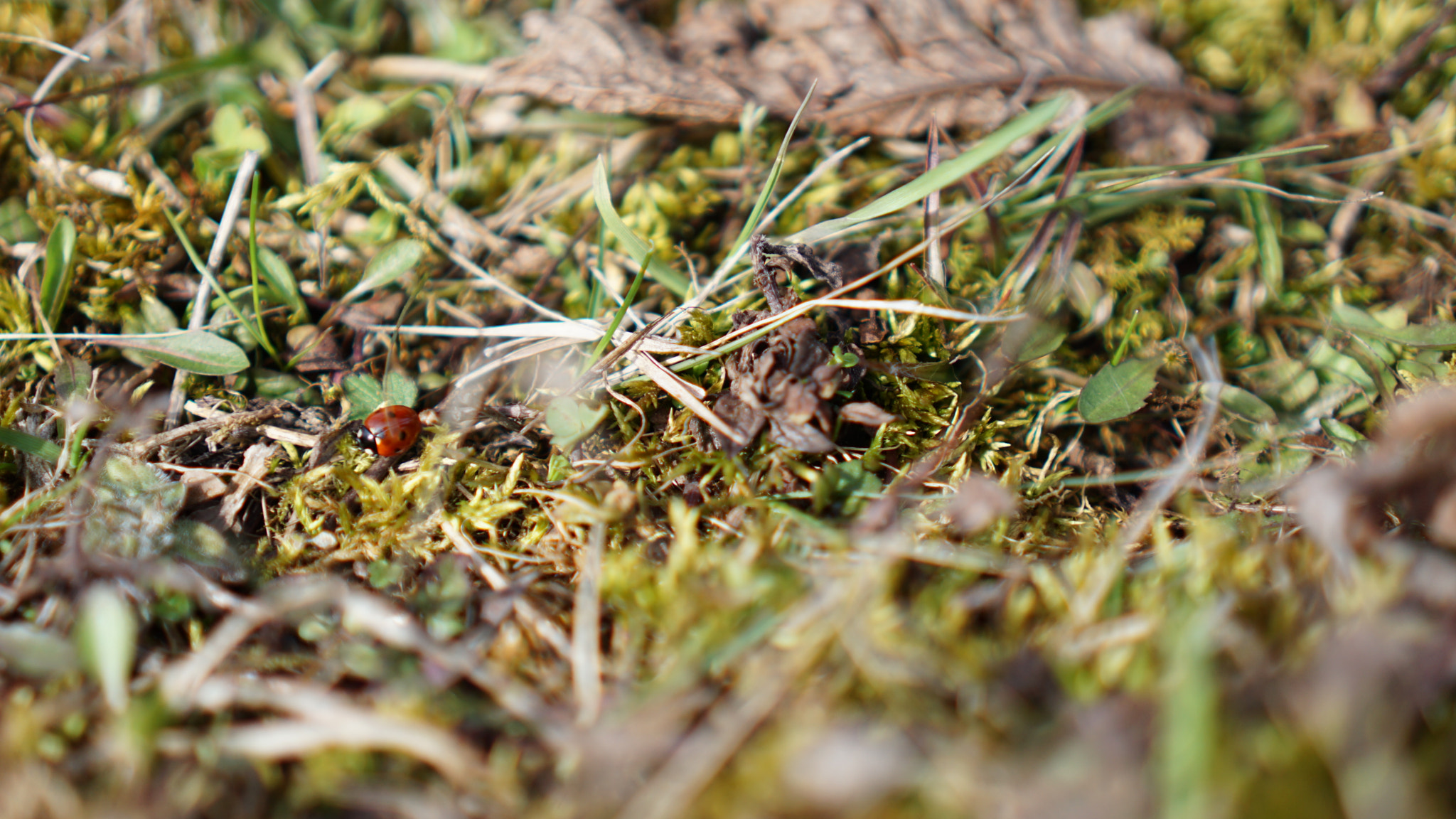 Sony E 35mm F1.8 OSS sample photo. Ladybug waking up for spring photography