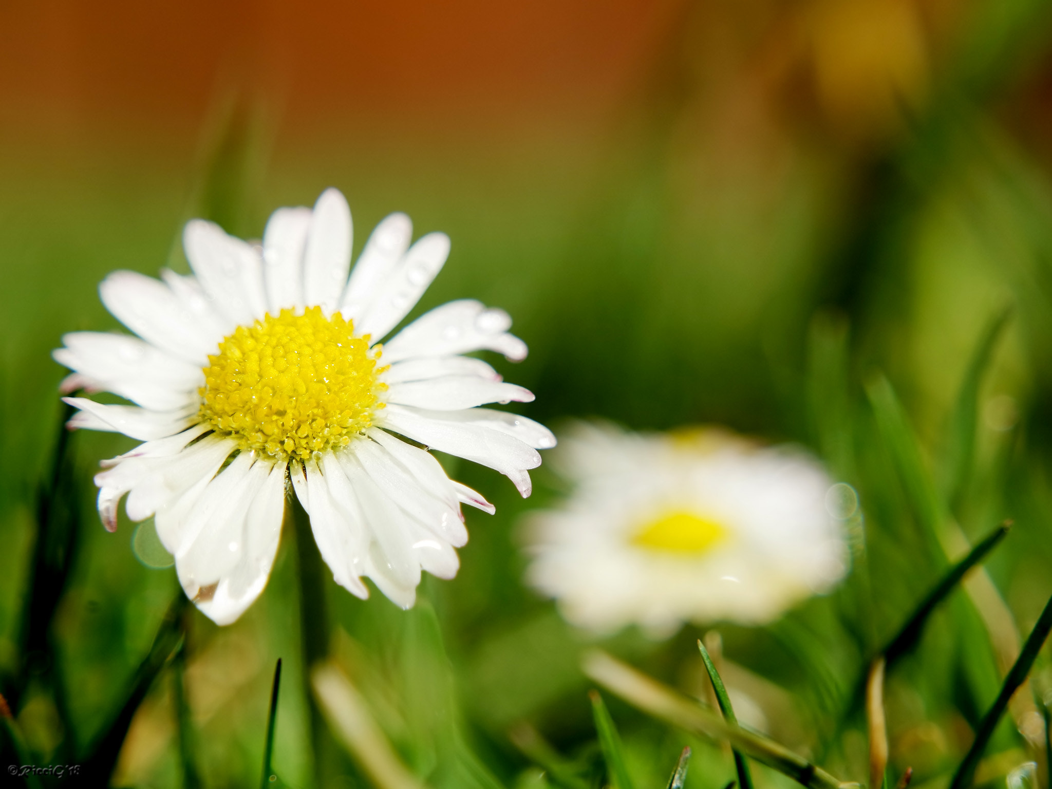 Samsung NX3300 sample photo. White blossom photography