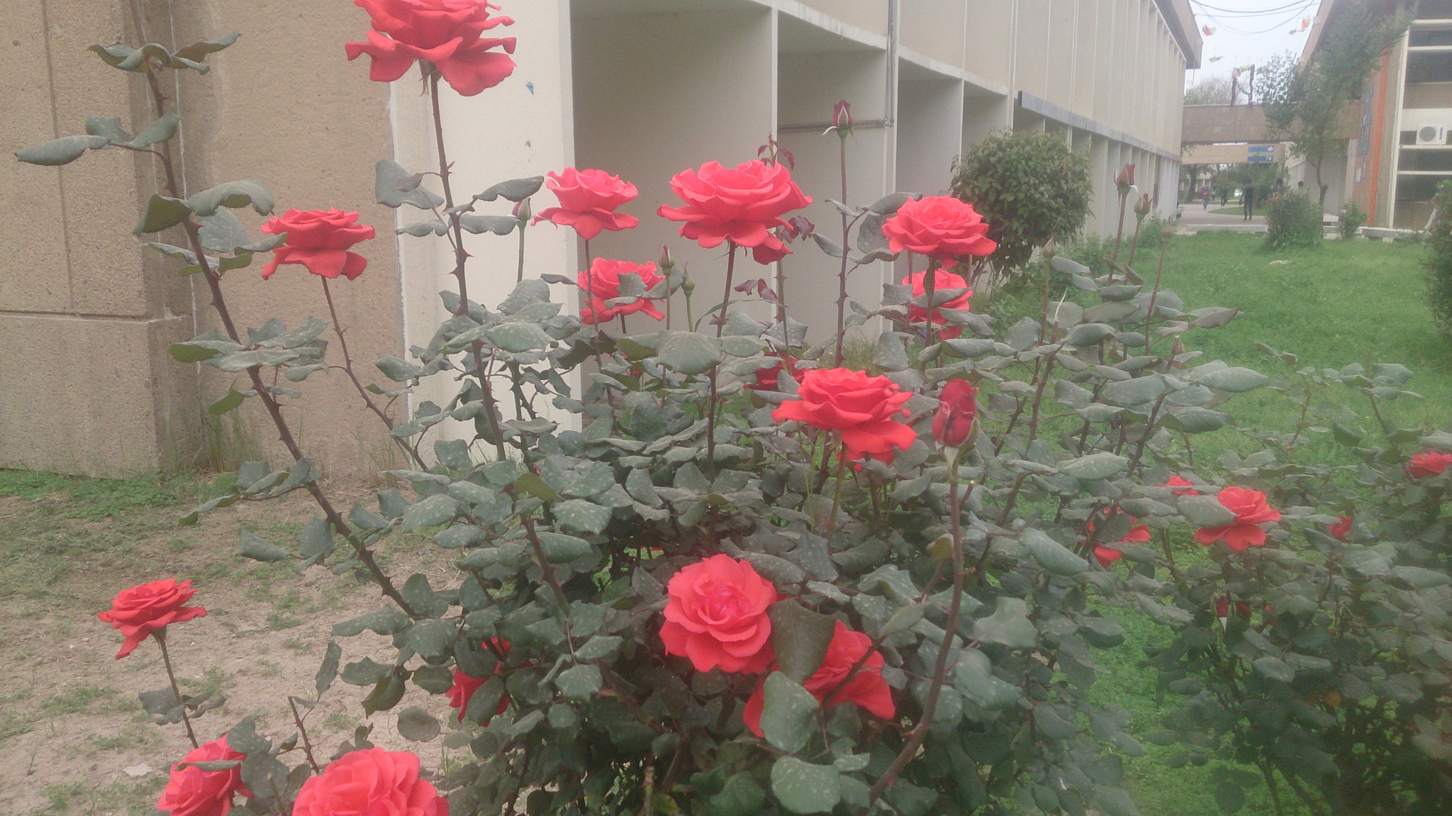 Sony Xperia Z sample photo
