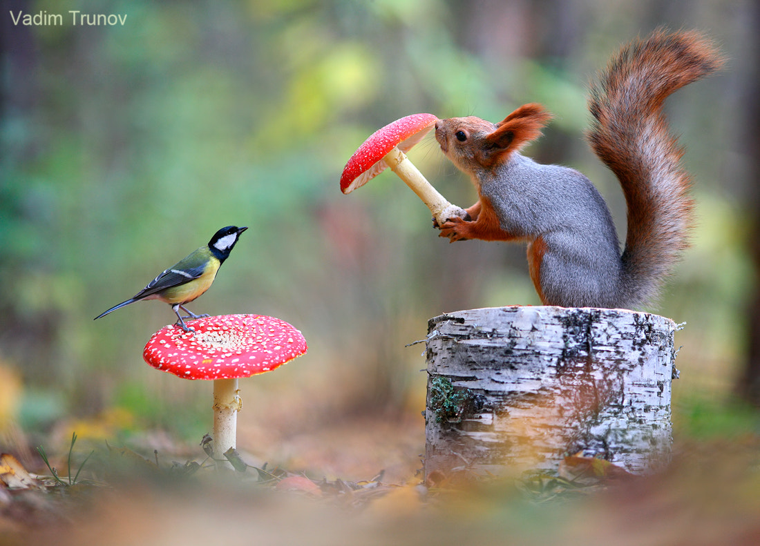 Vadim Trunov (vadimtrunov) Photos / 500px