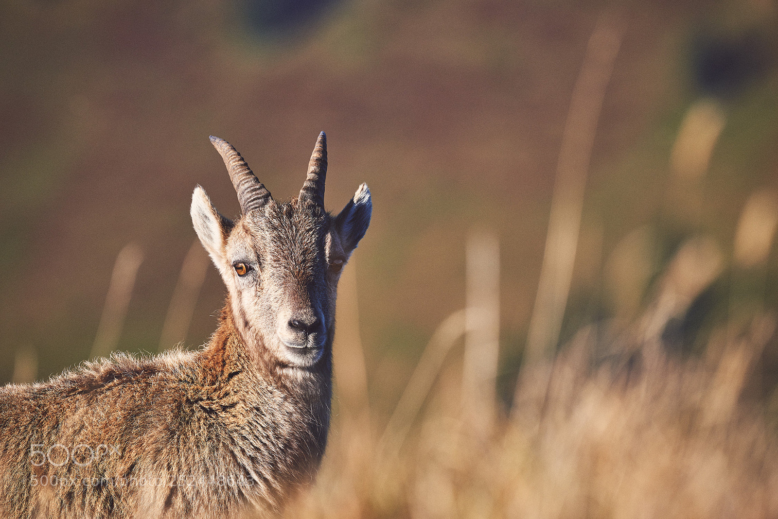 Nikon D800 sample photo. Young swiss ibex photography