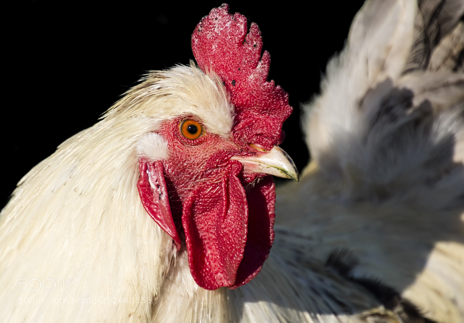 Canon EOS 100D (EOS Rebel SL1 / EOS Kiss X7) sample photo. Le coq du poullaire... photography