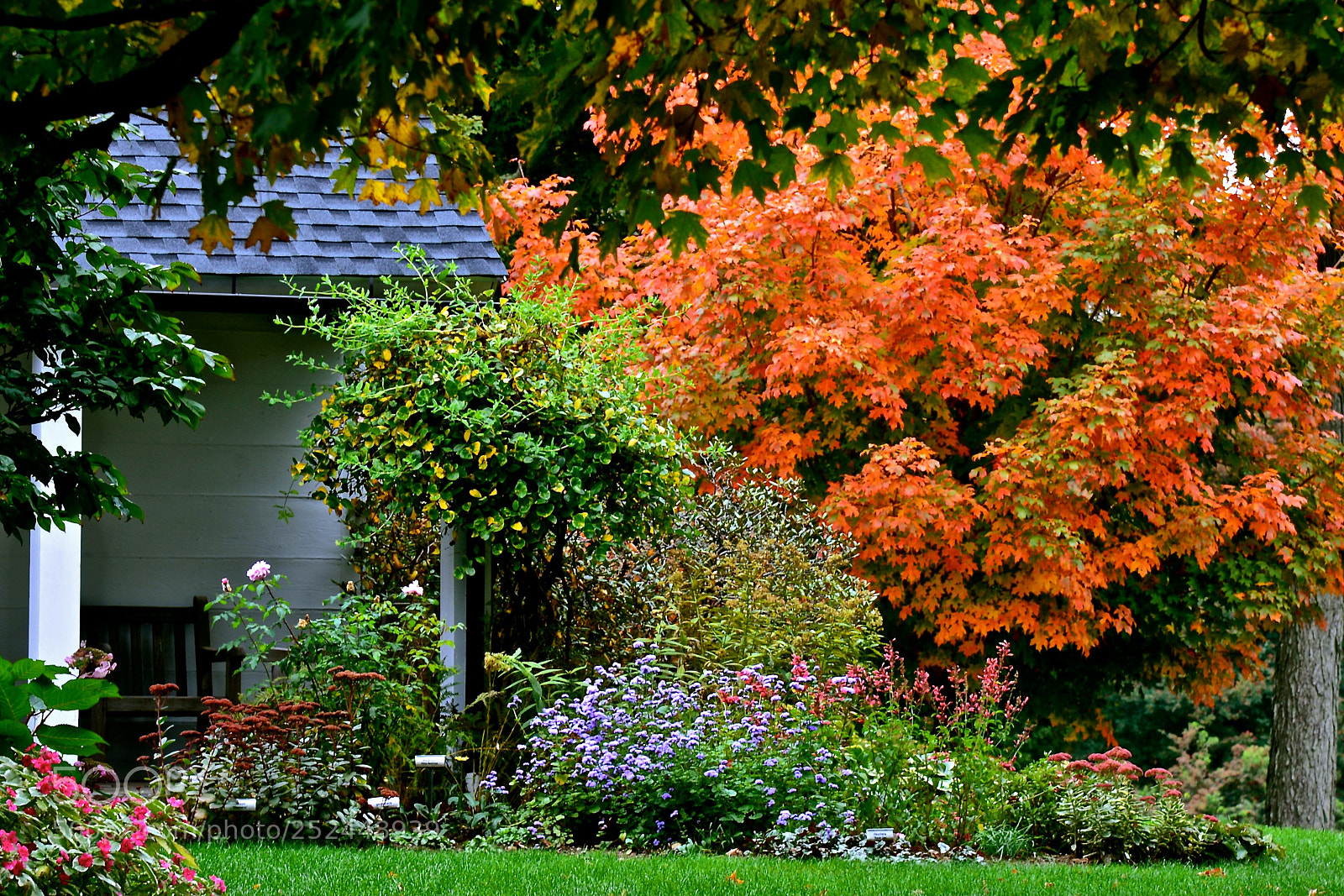 Nikon D600 sample photo. A garden in autumn photography