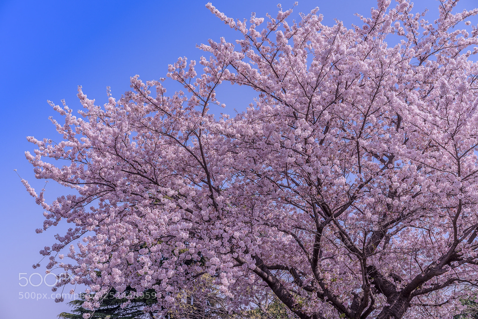 Sony a7R III sample photo. Cherry tree in full photography