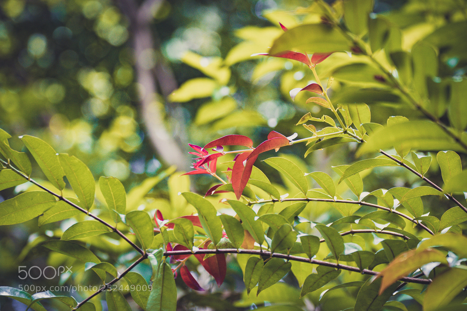 Canon EOS 80D sample photo. Peace photography