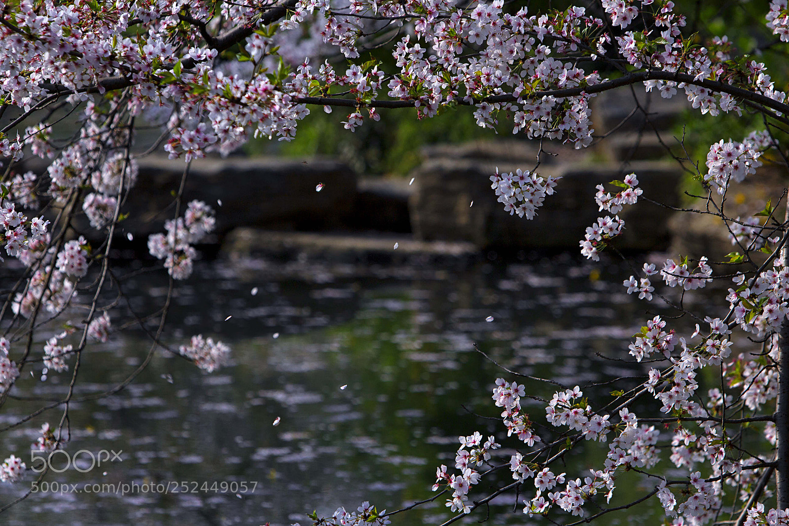 Canon EOS 600D (Rebel EOS T3i / EOS Kiss X5) sample photo. Wind blowing cherry blossoms photography