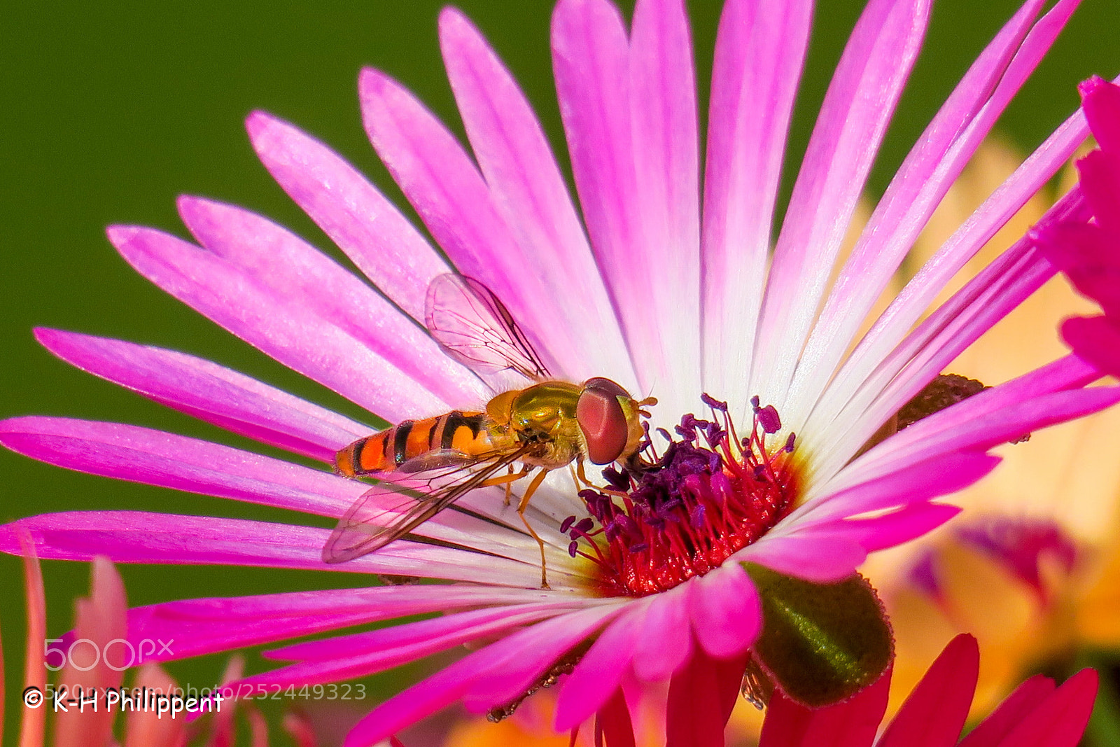 Canon PowerShot G3 X sample photo. Kassel kassel , the photography