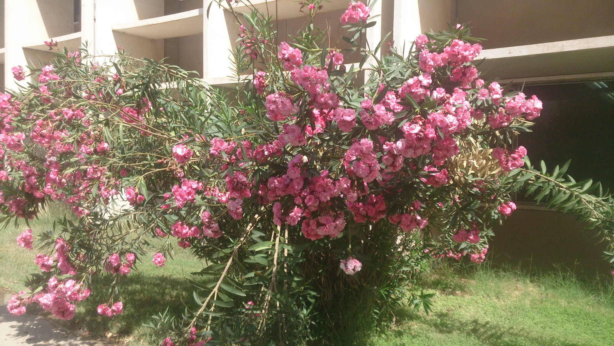 Sony Xperia Z sample photo