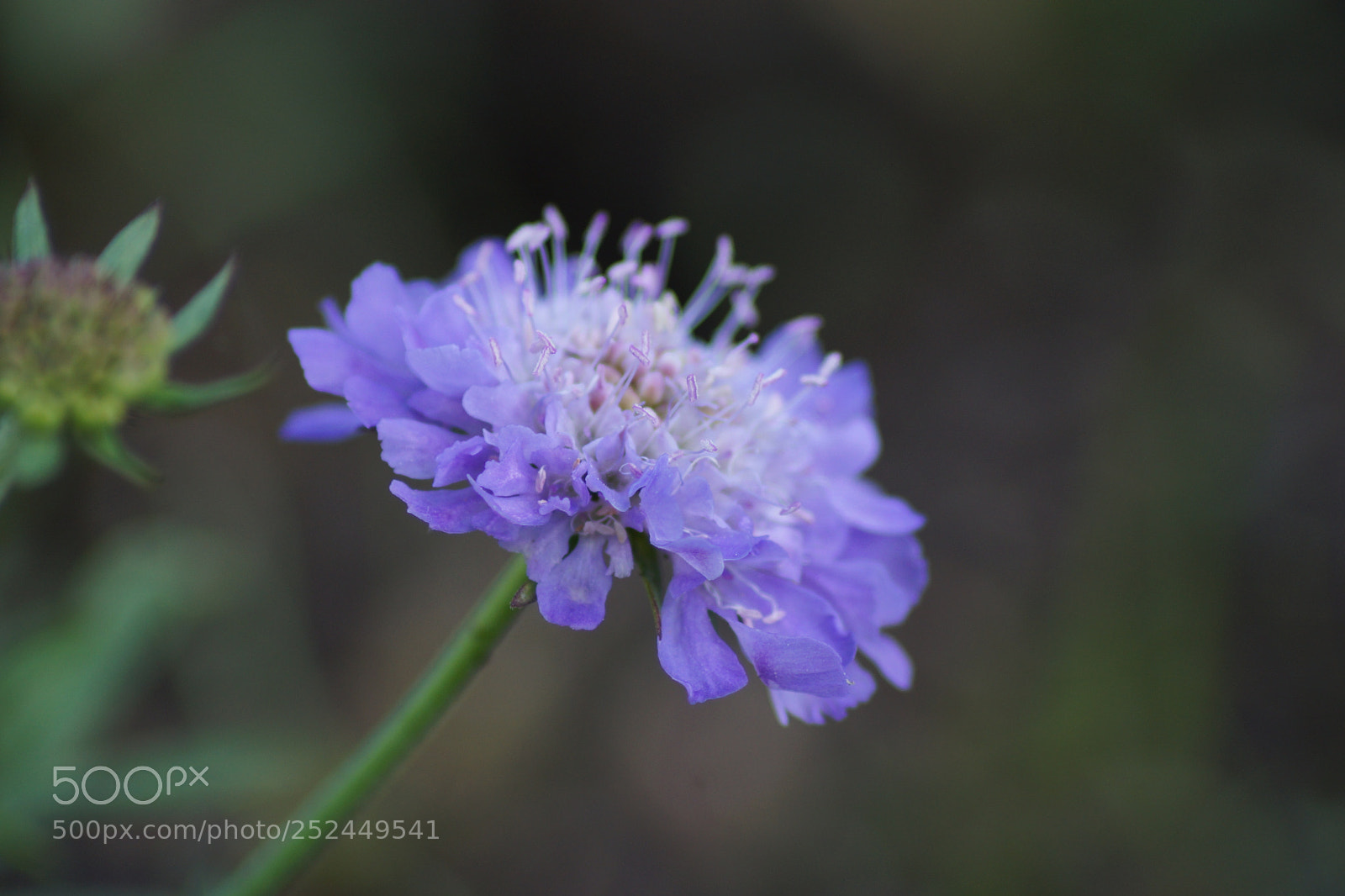 Sony SLT-A77 sample photo. Small purple flower photography