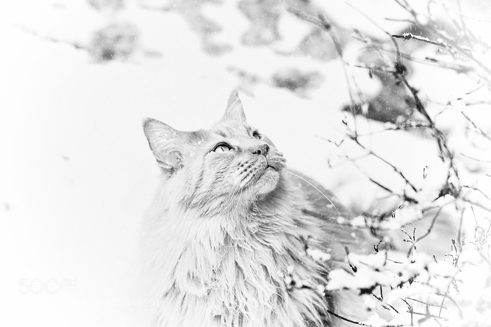 Nikon D7100 sample photo. My leo enjoys the photography