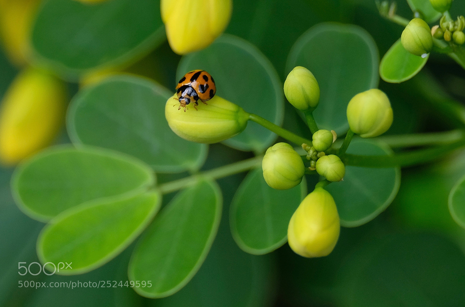 Fujifilm X-E3 sample photo. Ladybug on a bud photography