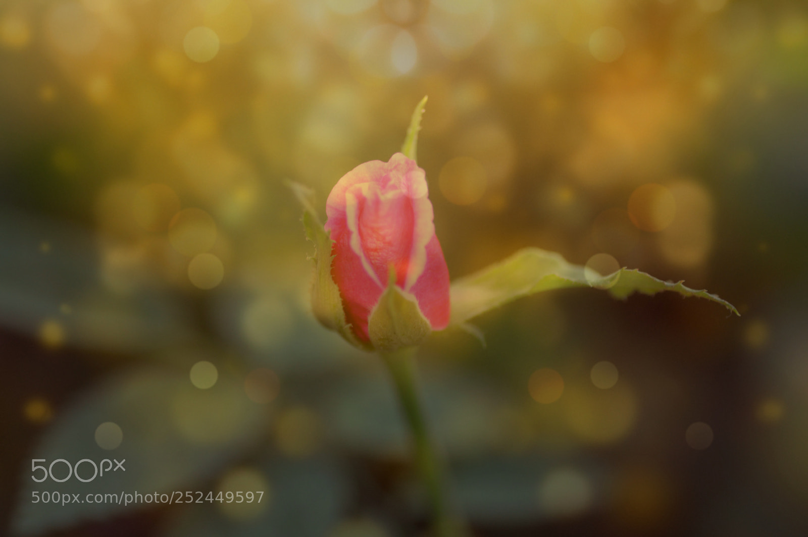 Nikon D3200 sample photo. Bokeh    flower    magic photography