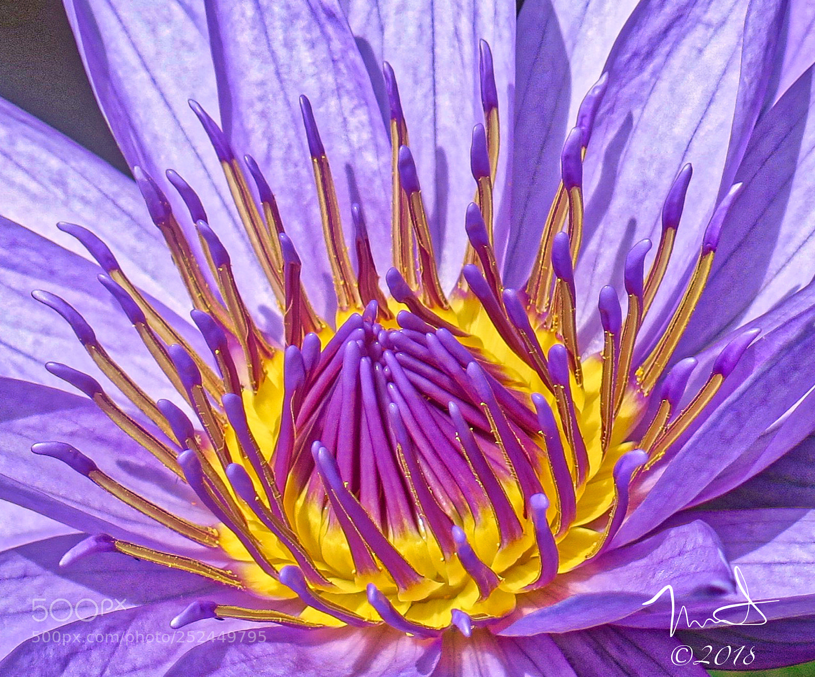 Canon PowerShot G16 sample photo. Water lily focus photography