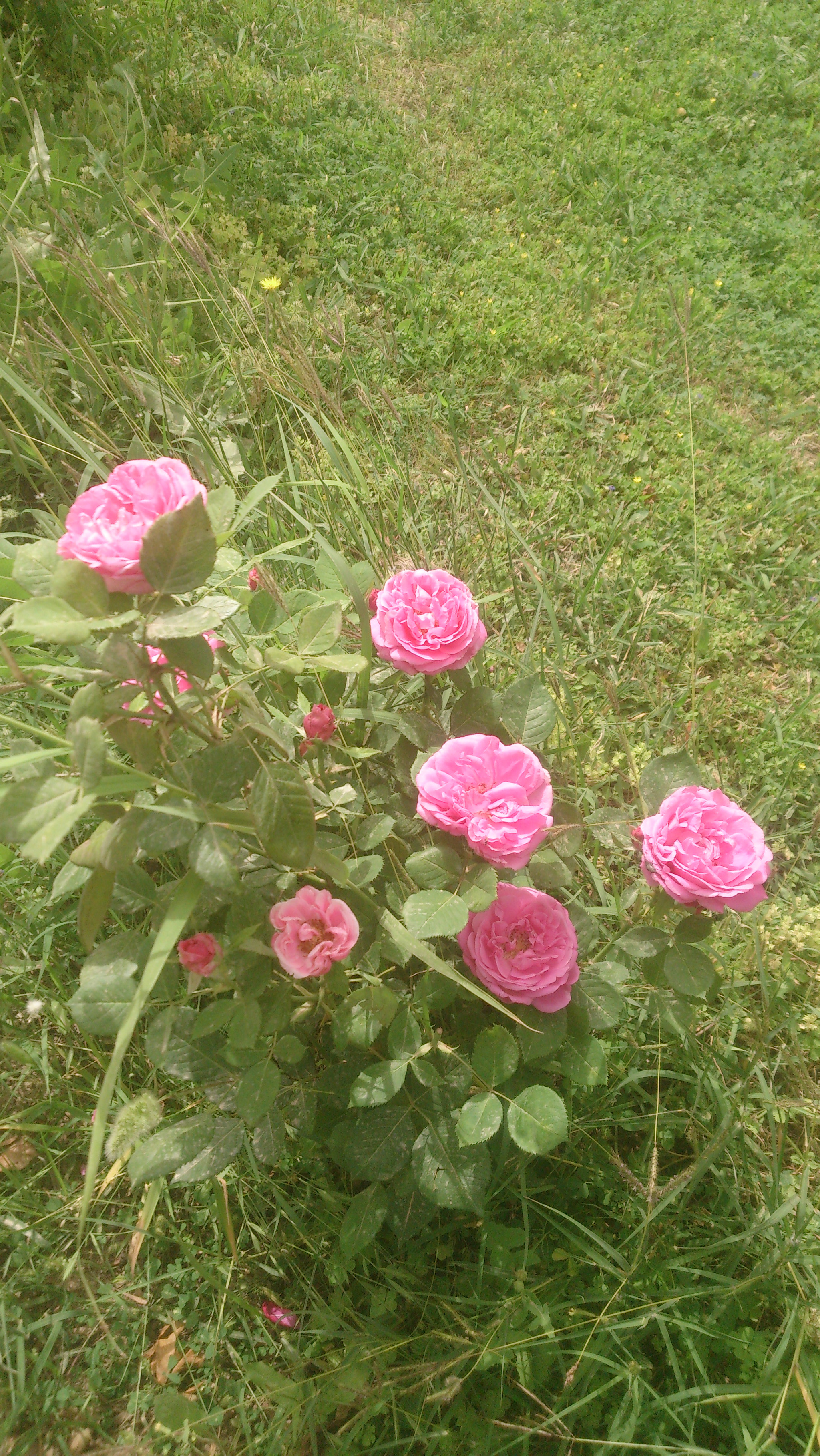 Sony Xperia Z sample photo
