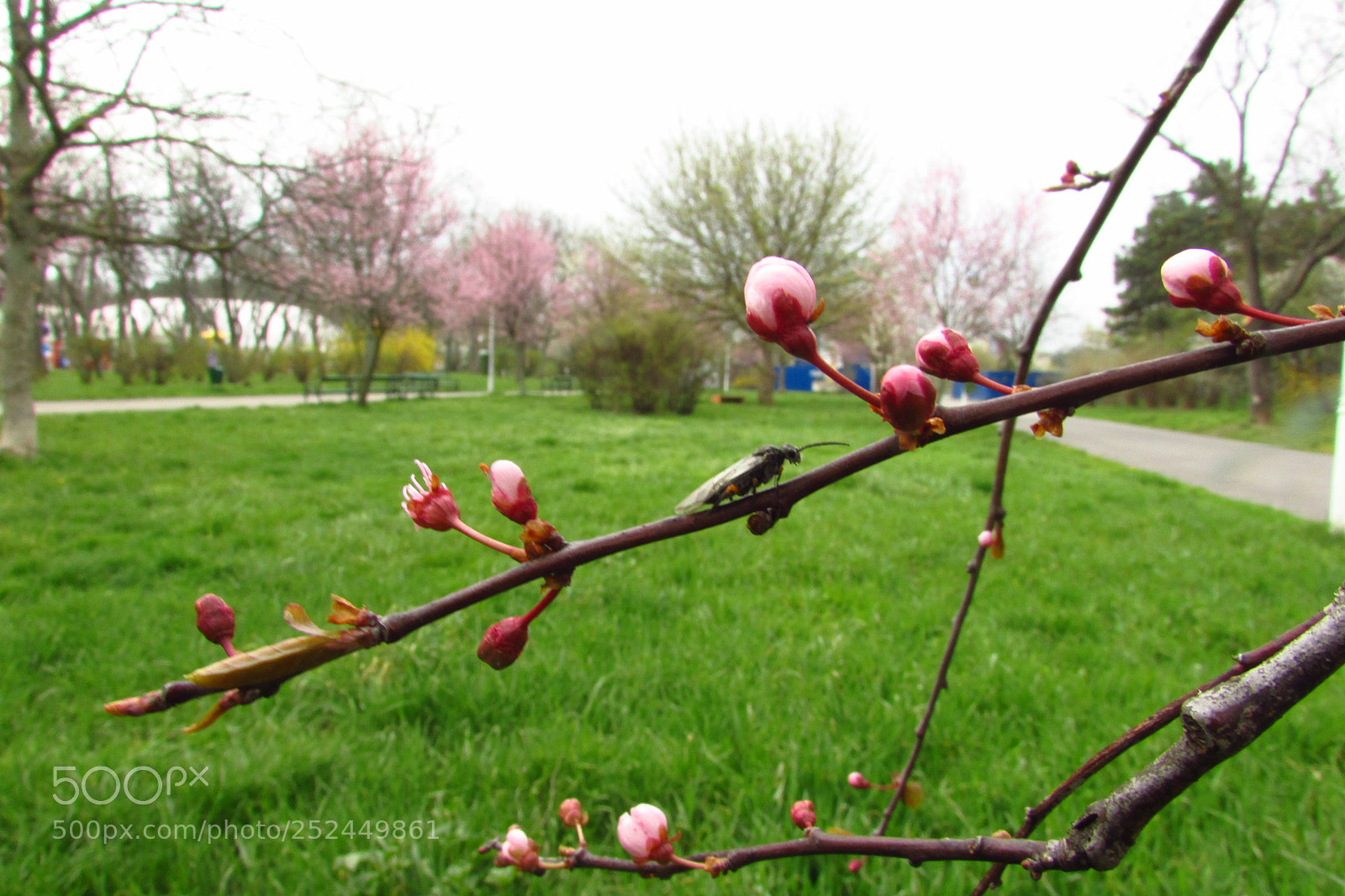 Canon PowerShot SX500 IS sample photo. Spring is coming photography