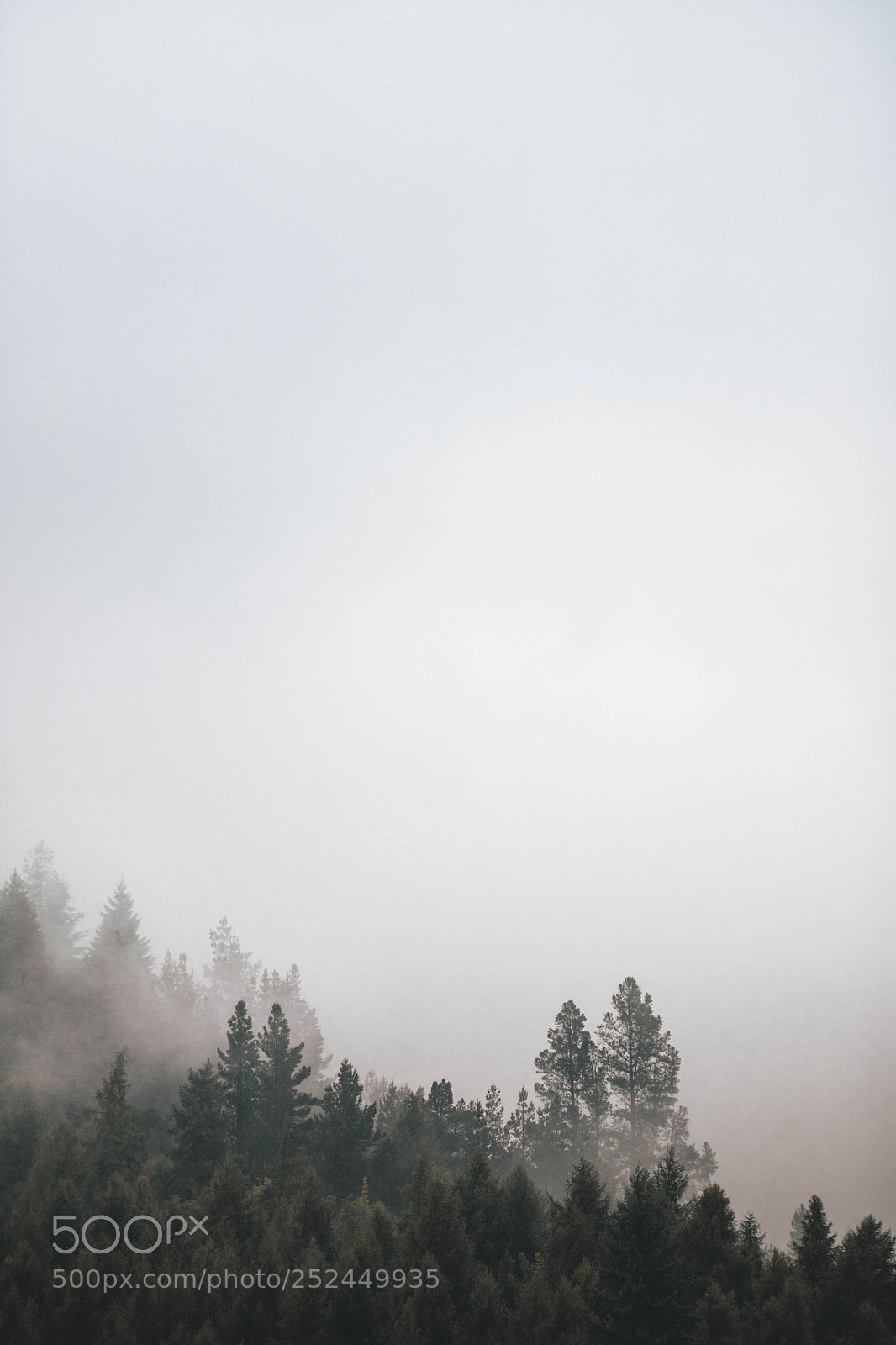Canon EOS 6D Mark II sample photo. Foggy photography