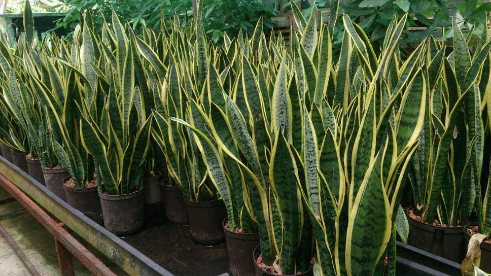 Sony Xperia Z sample photo. Perfect snake plant photography