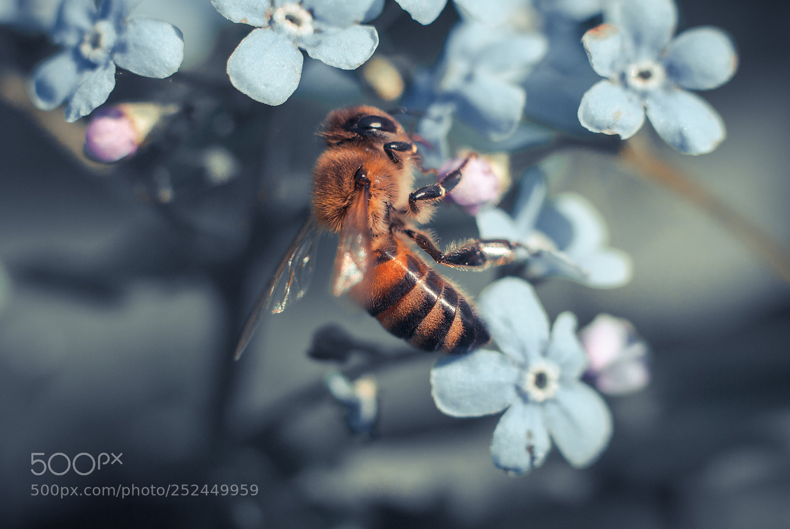Nikon D3000 sample photo. Bee photography