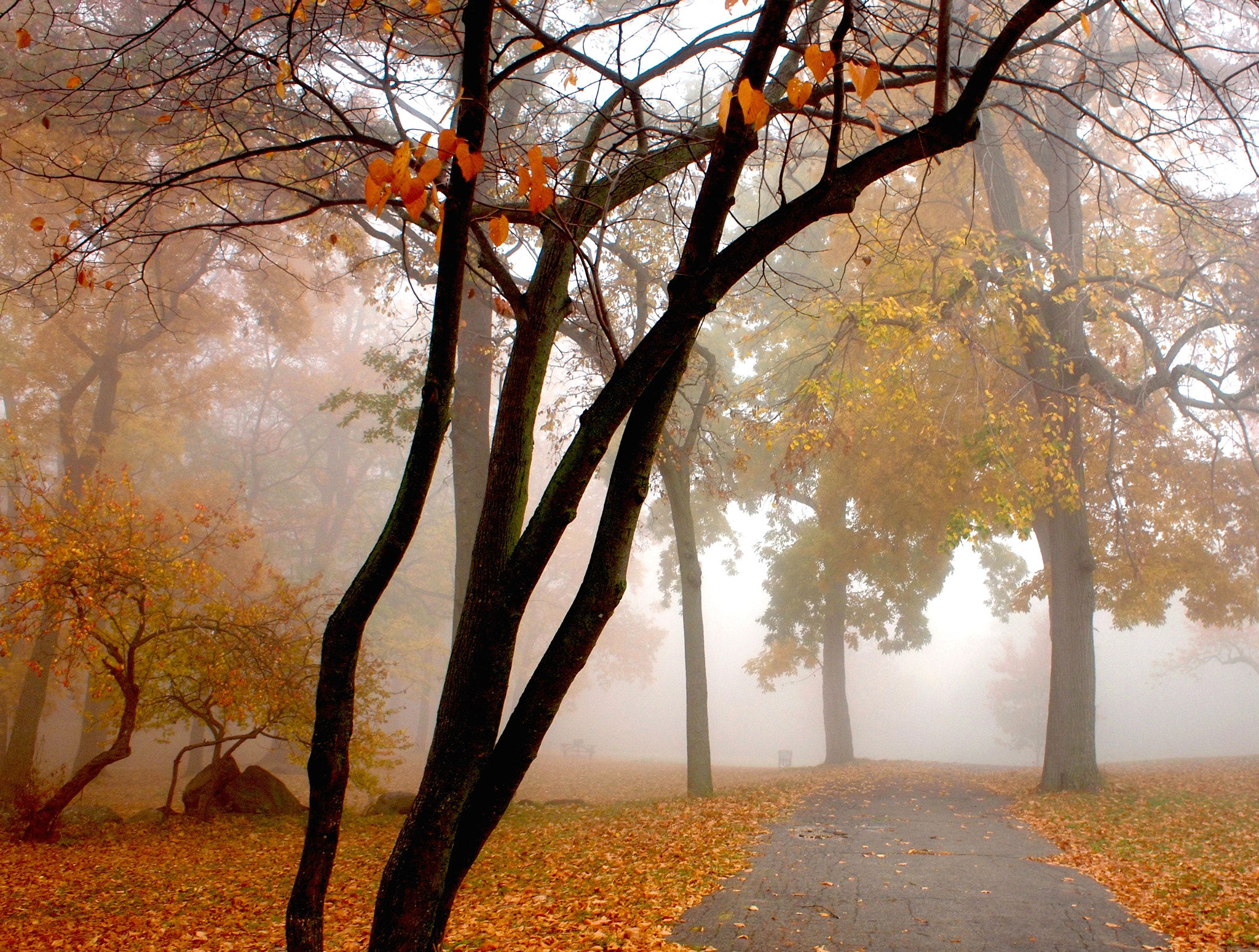 Olympus PEN E-P1 sample photo. Misty forest photography
