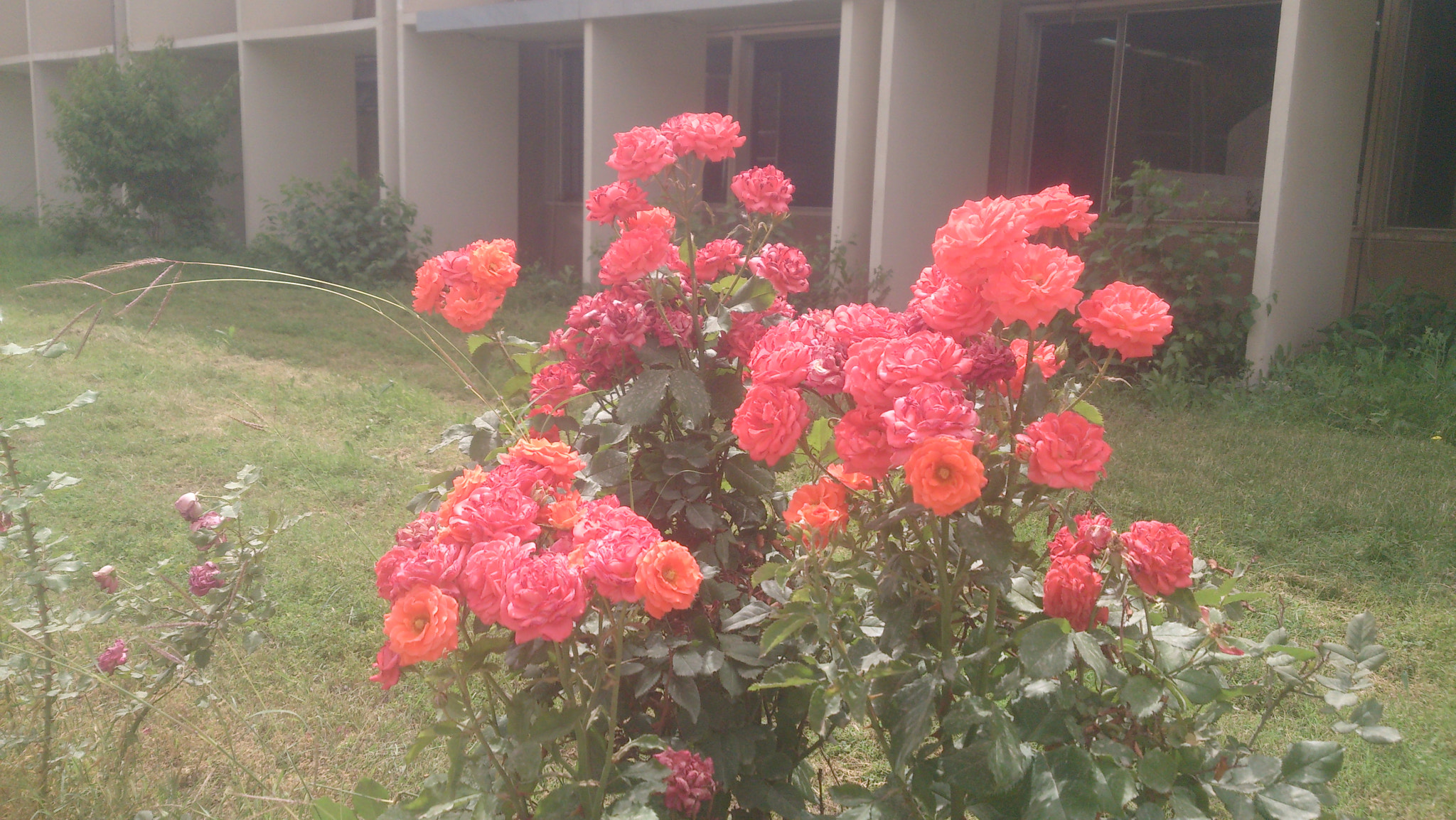 Sony Xperia Z sample photo