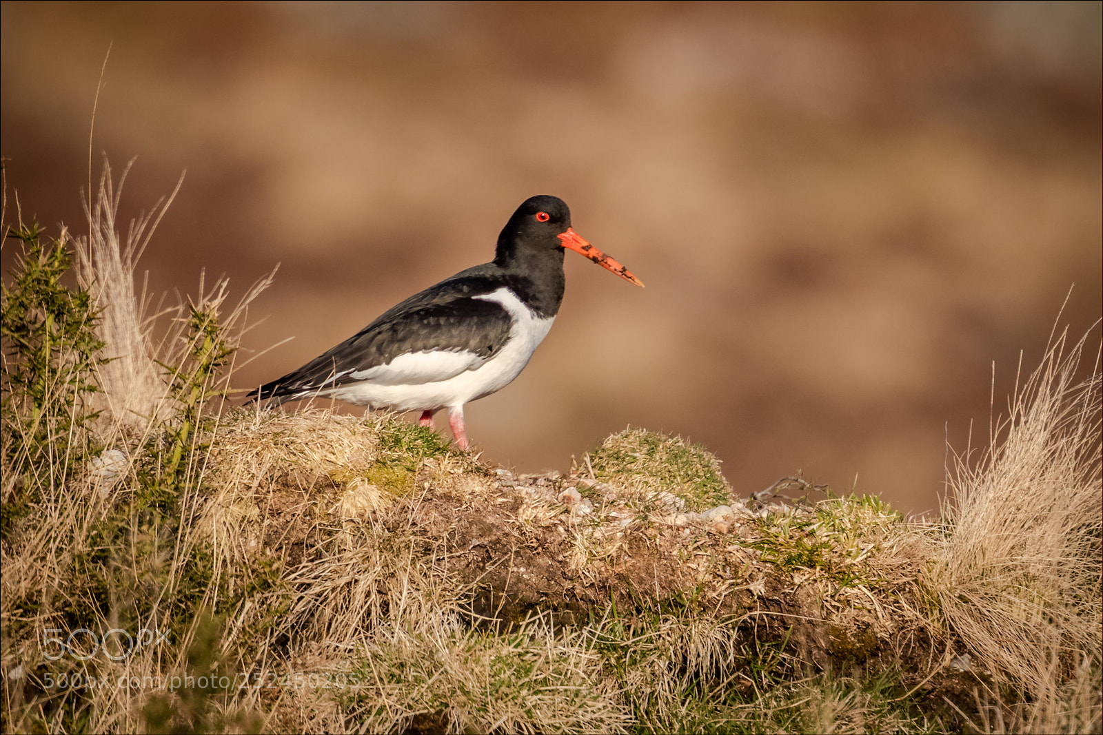 Canon EOS-1D X Mark II sample photo. Oyster catcher photography