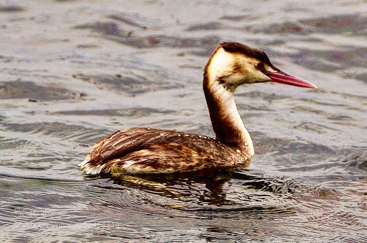Nikon D7000 sample photo. Big head duck photography