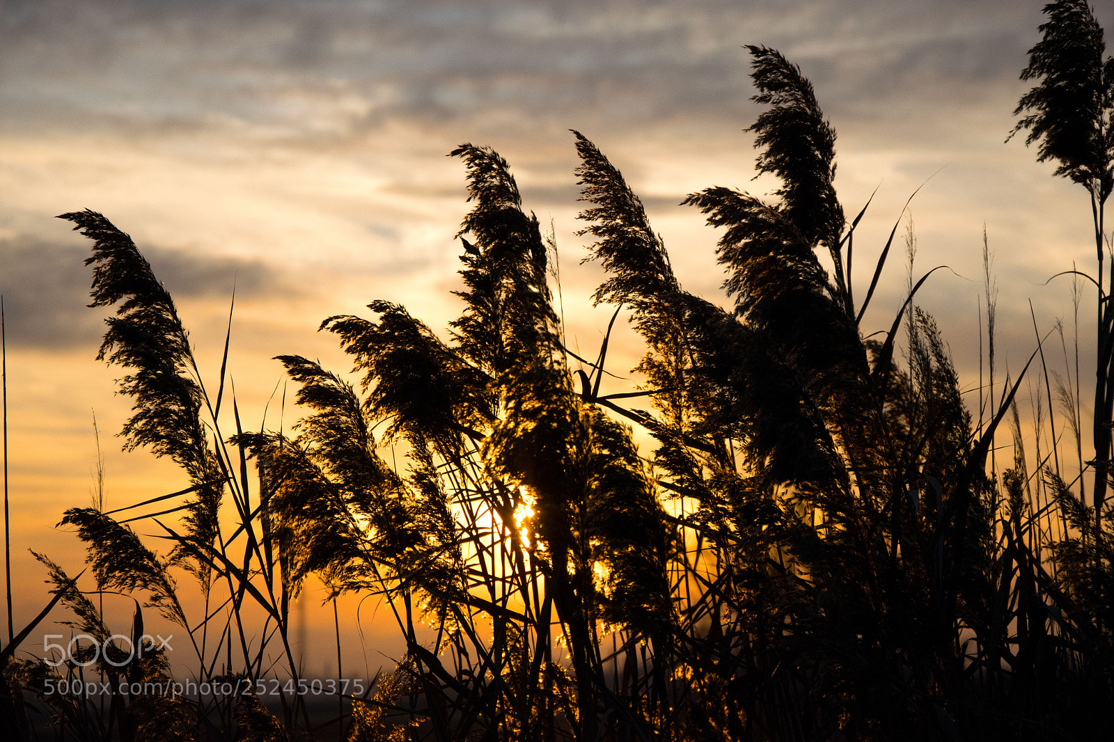 Nikon D3300 sample photo. Spikes photography