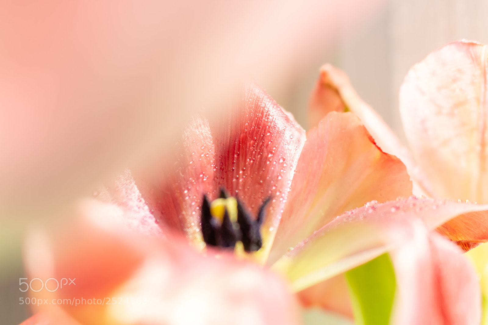 Canon EOS 700D (EOS Rebel T5i / EOS Kiss X7i) sample photo. Tulips photography