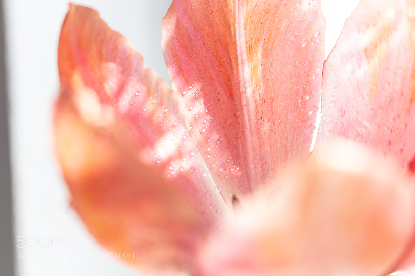 Canon EOS 700D (EOS Rebel T5i / EOS Kiss X7i) sample photo. Tulips photography