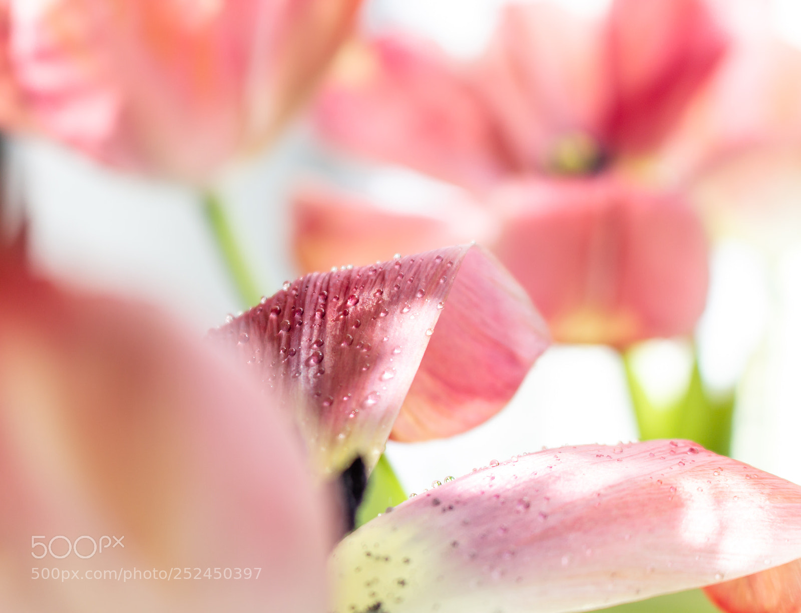 Canon EOS 700D (EOS Rebel T5i / EOS Kiss X7i) sample photo. Tulips photography