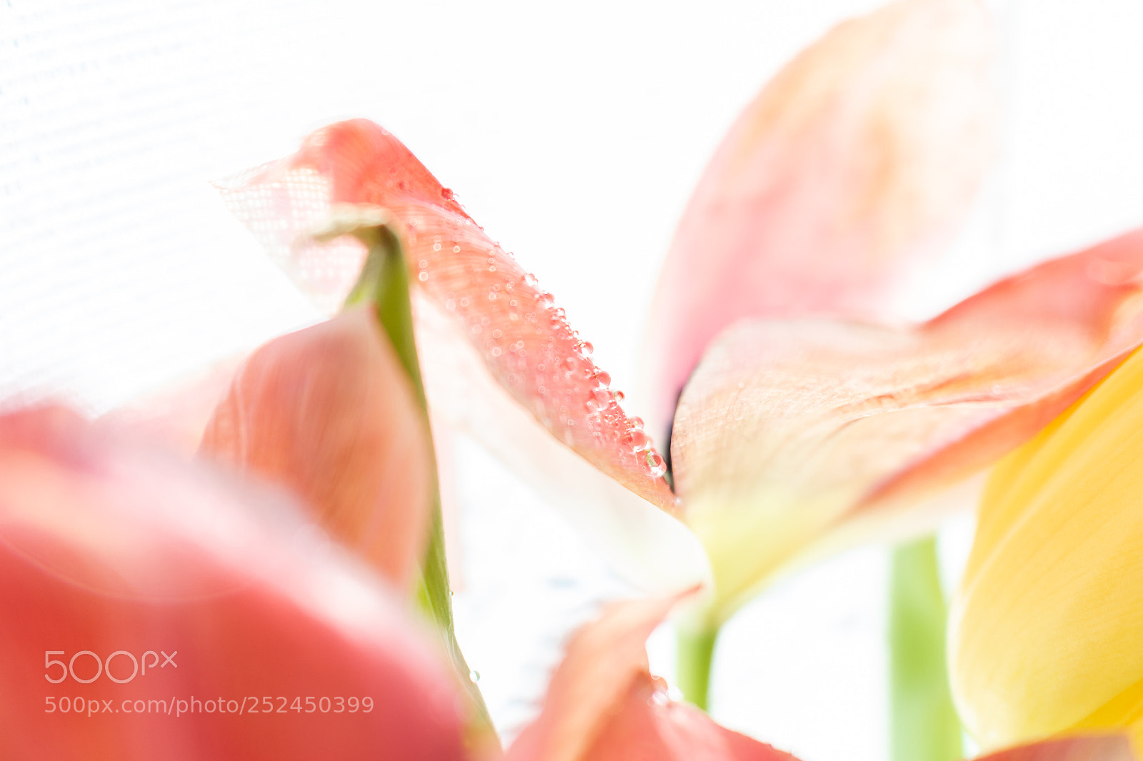 Canon EOS 700D (EOS Rebel T5i / EOS Kiss X7i) sample photo. Tulips photography