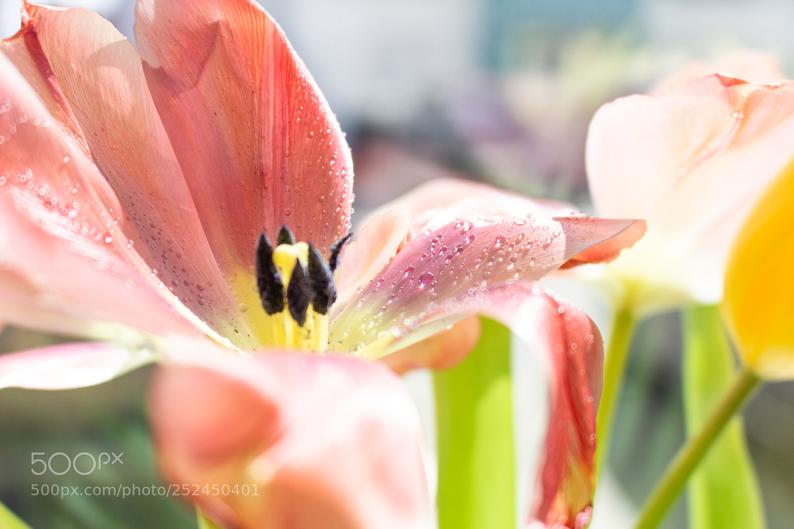 Canon EOS 700D (EOS Rebel T5i / EOS Kiss X7i) sample photo. Tulips photography
