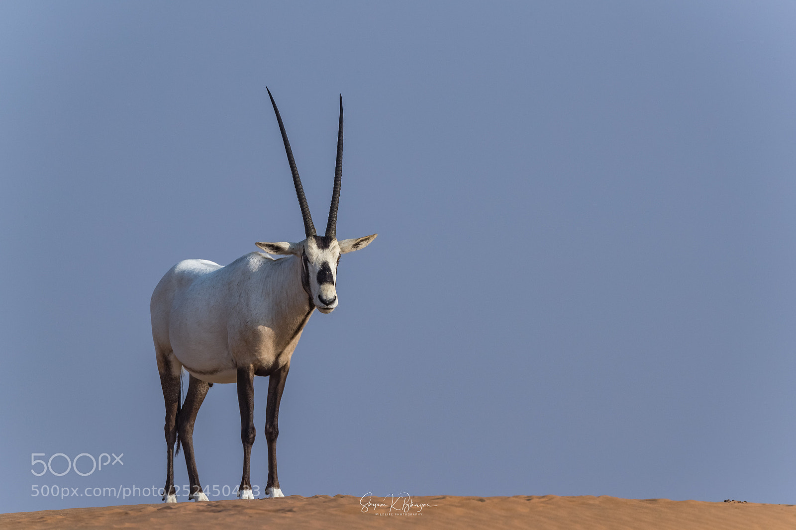 Canon EOS-1D X Mark II sample photo. Arabian oryx photography