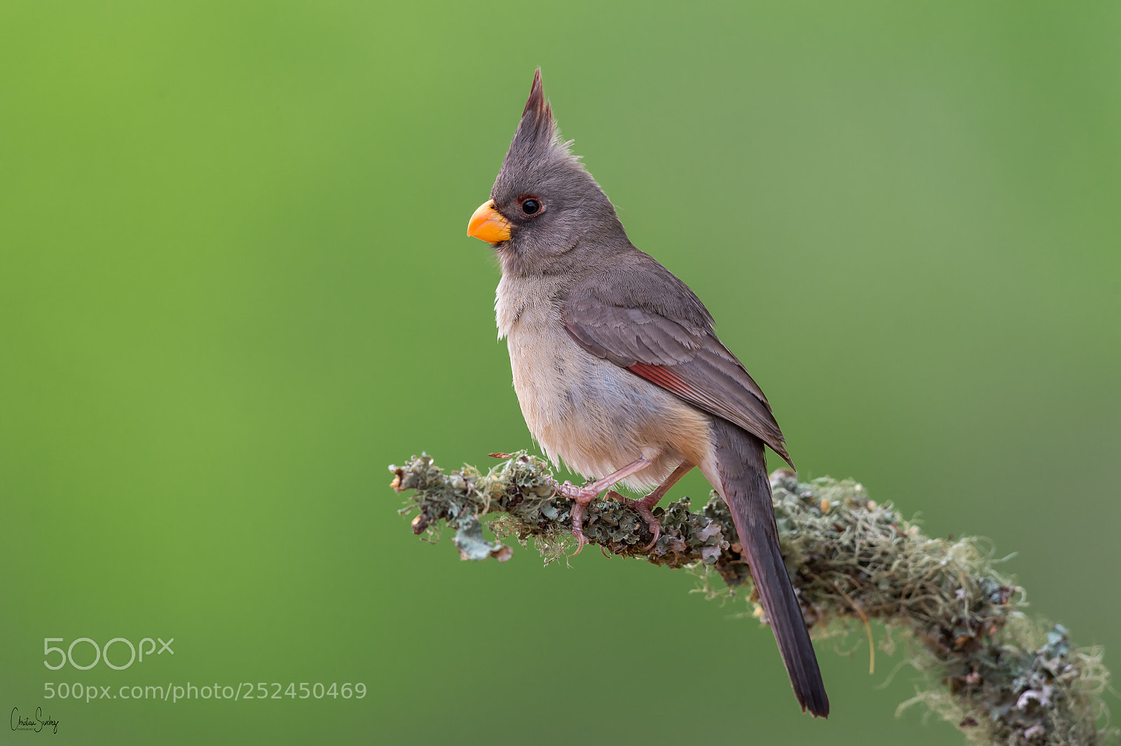 Nikon D4 sample photo. Pyrrhuloxia photography