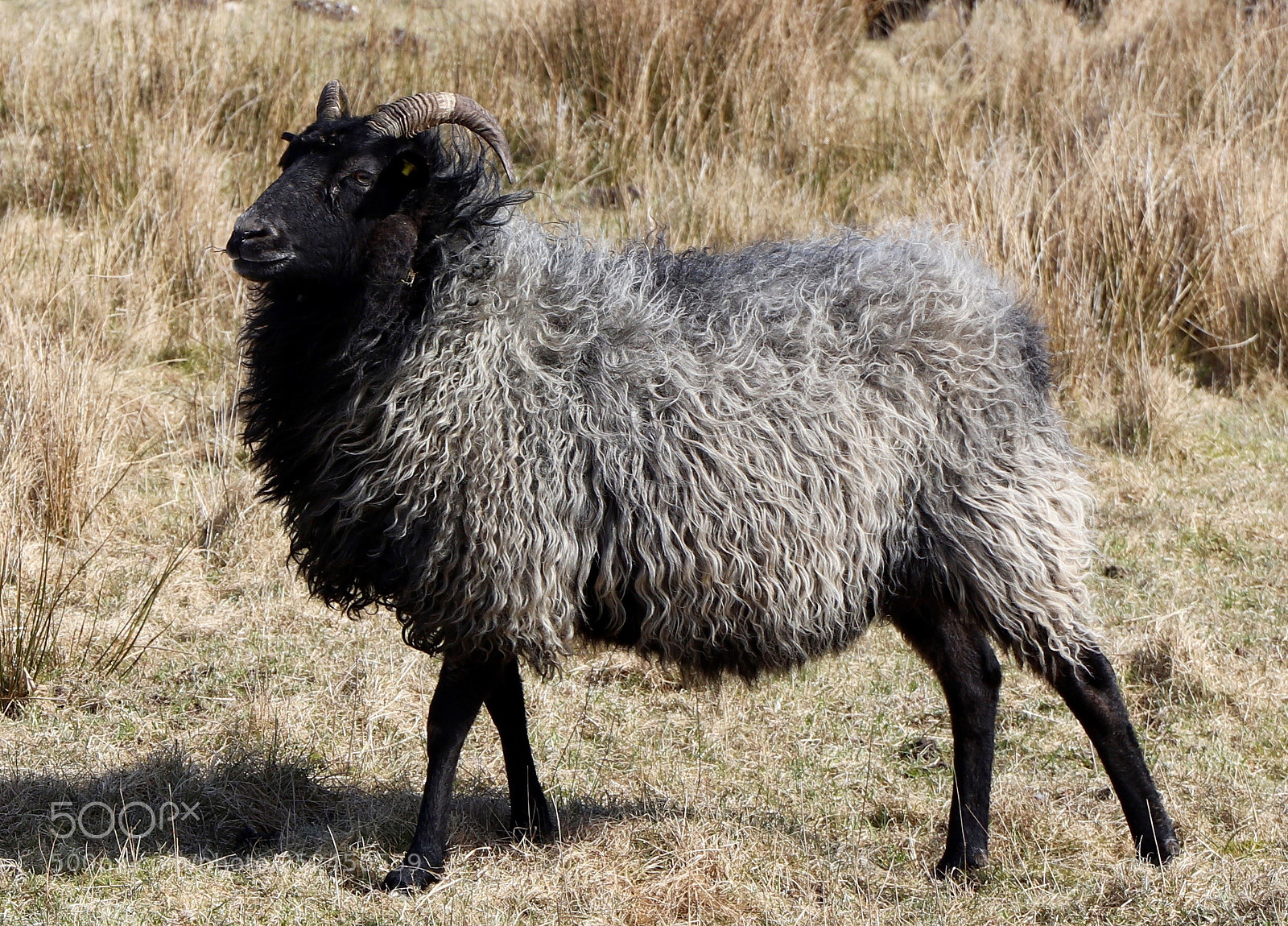 Canon EOS 77D (EOS 9000D / EOS 770D) sample photo. Sheep photography