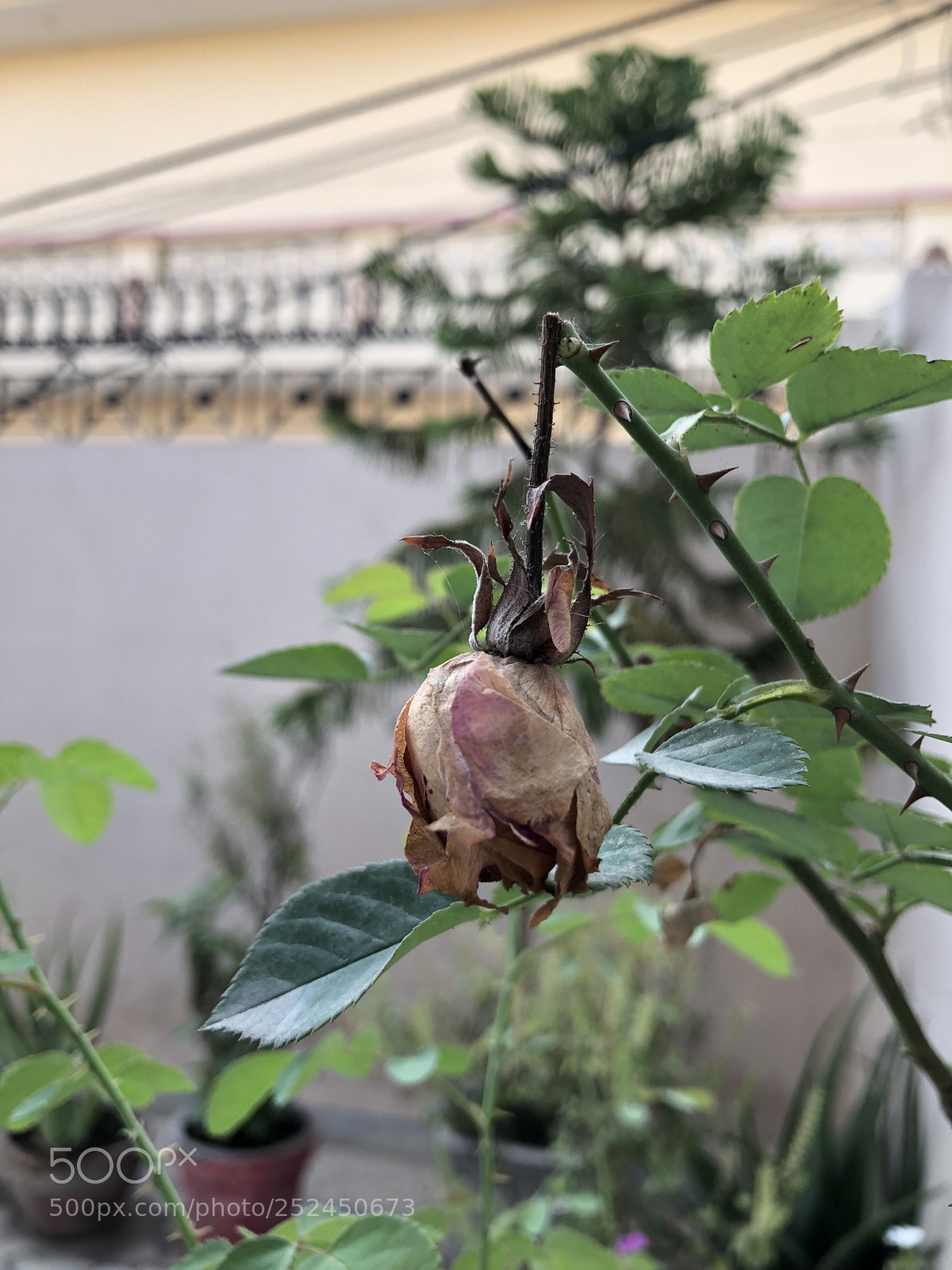 Apple iPhone 8 Plus sample photo. Dawn of the queen photography