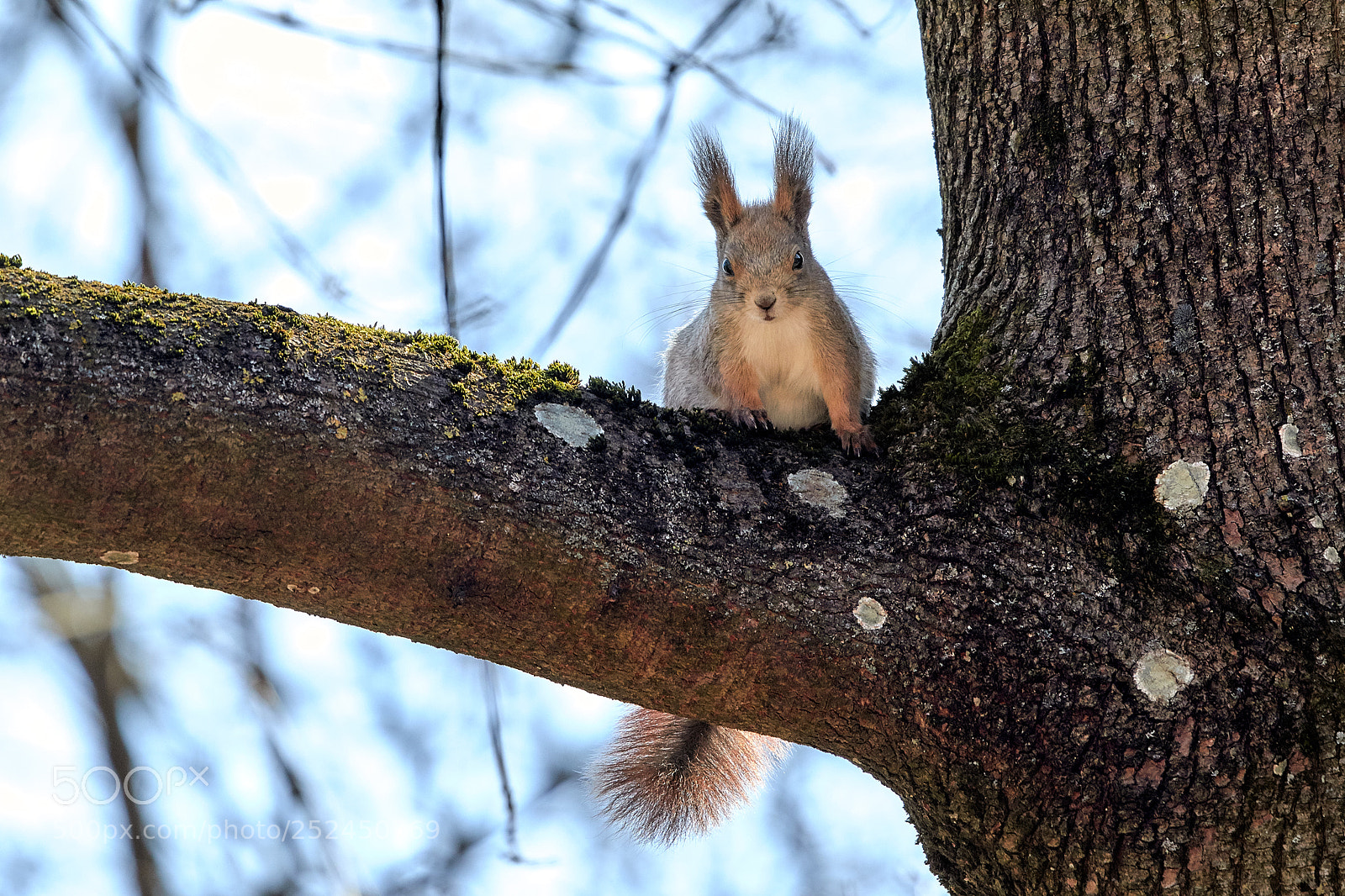 Canon EOS 7D Mark II sample photo. Squirrel on tree. photography
